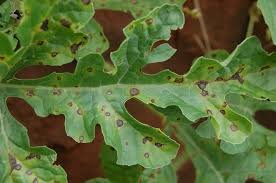 Busuk Daun Cercospora